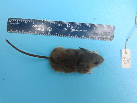 Image of White-footed Deermouse