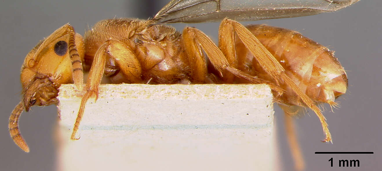 Image of <i>Lasius interjectus</i>