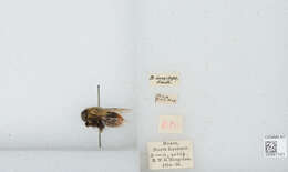 Image of Bombus asiaticus Morawitz 1875