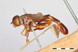 صورة Senogaster dentipes (Fabricius 1787)