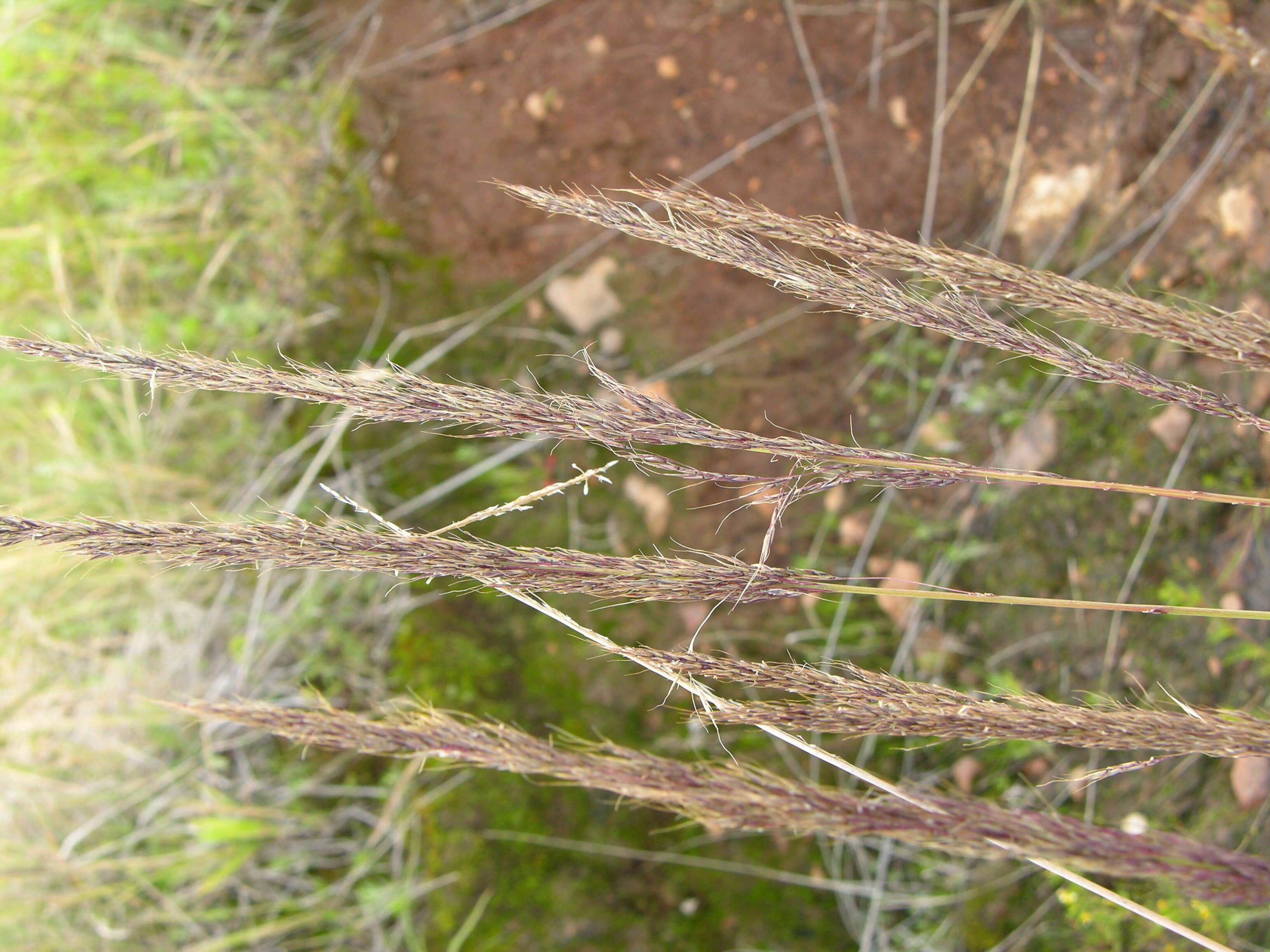 Image of purple muhly