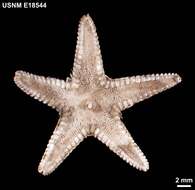 Image of Astropecten Gray 1840