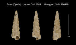 Imagem de Opaliopsis concava (Dall 1889)