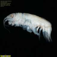 Image of Amphipoda