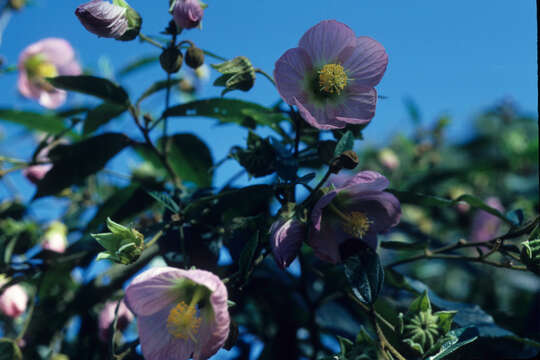 Image of Abutilon rufinerve