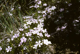 Image de Phlox multiflora A. Nelson