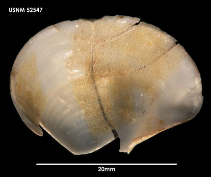 Image of Myonera undata (A. E. Verrill 1884)