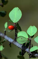 Image of Erythroxylum rotundifolium Lunan