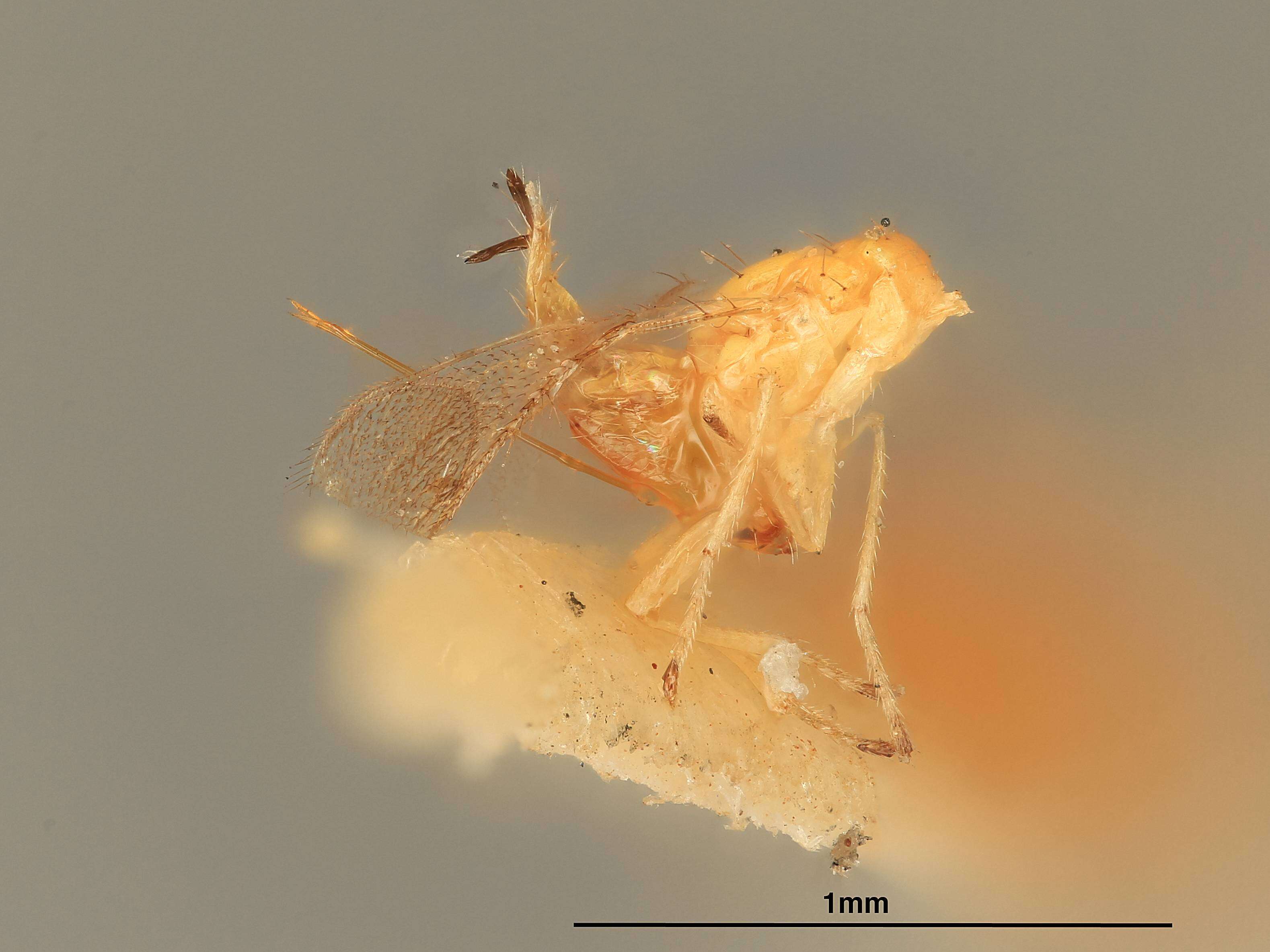 Image de Omphale obscurinotata (Girault 1916)