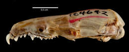 Image of Butiaba Naked-tailed Shrew