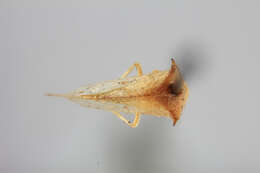 Image of Stictocephala tauriniformis Caldwell