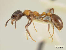 Image of Myrmica Latreille 1804