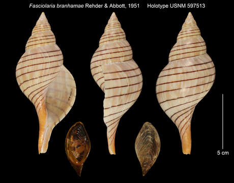 Image de Cinctura branhamae (Rehder & Abbott 1951)