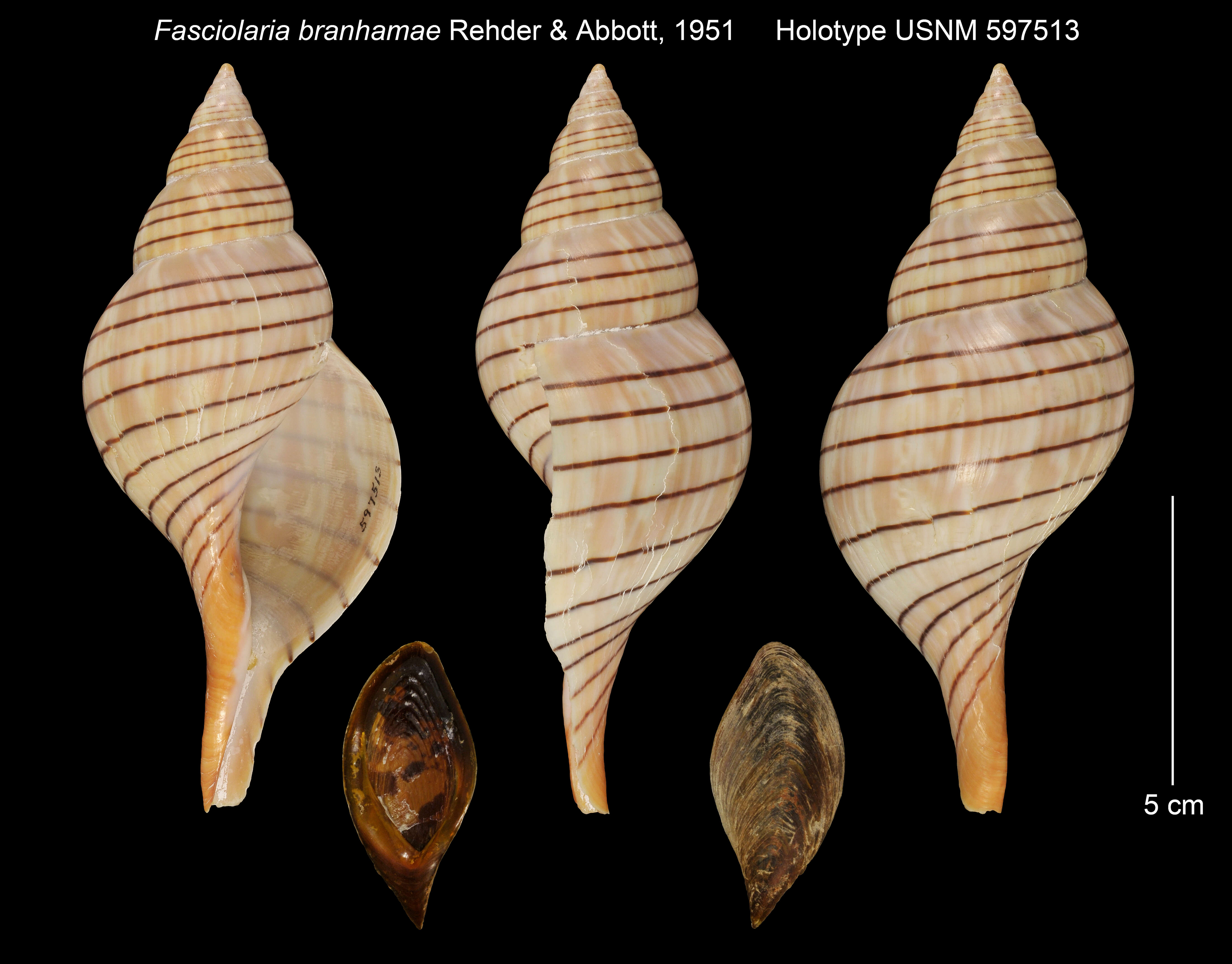 Image of Cinctura branhamae (Rehder & Abbott 1951)