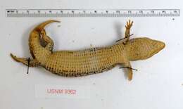 Image of Chihuahuan Alligator Lizard