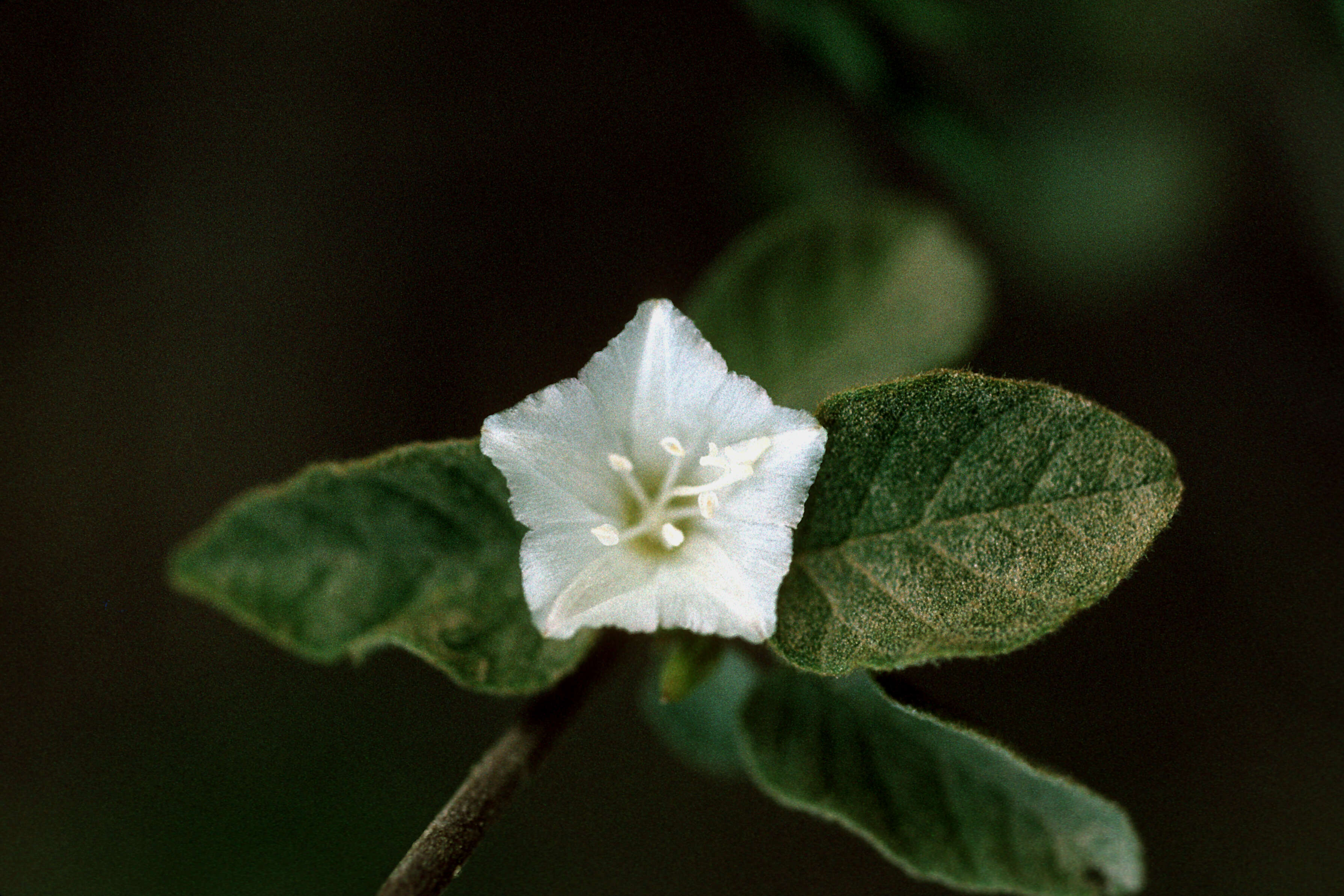 Sivun Jacquemontia nodiflora (Desr.) G. Don kuva