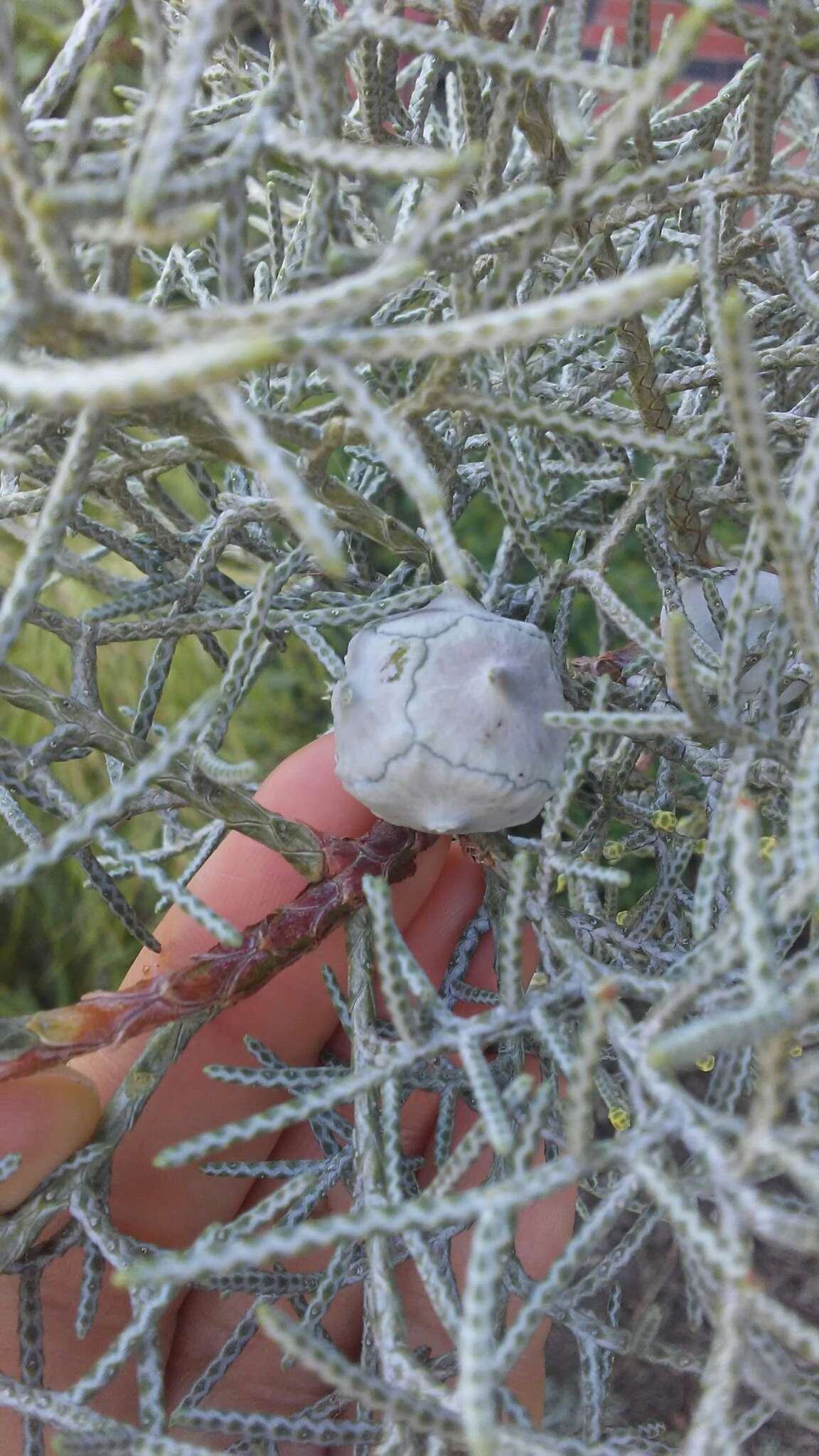 Image of Arizona Cypress