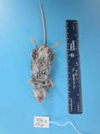 Image of Deer Mouse