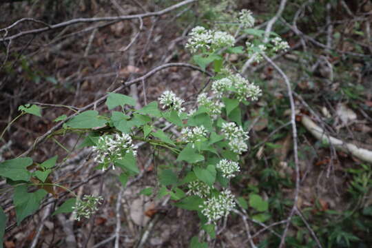 Image de Mikania scandens (L.) Willd.