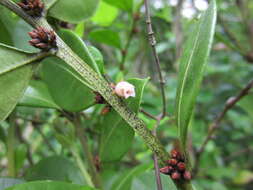 Lyonia lucida (Lam.) C. Koch resmi