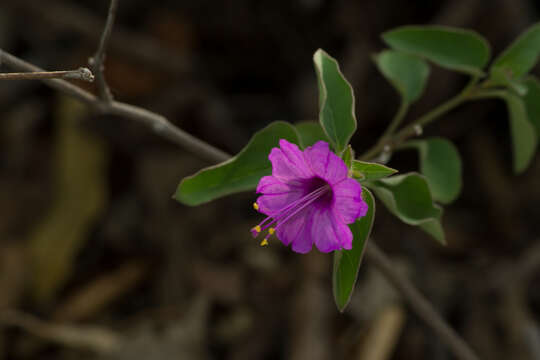 Image of Mirabilis suffruticosa (Standl.) Standl.