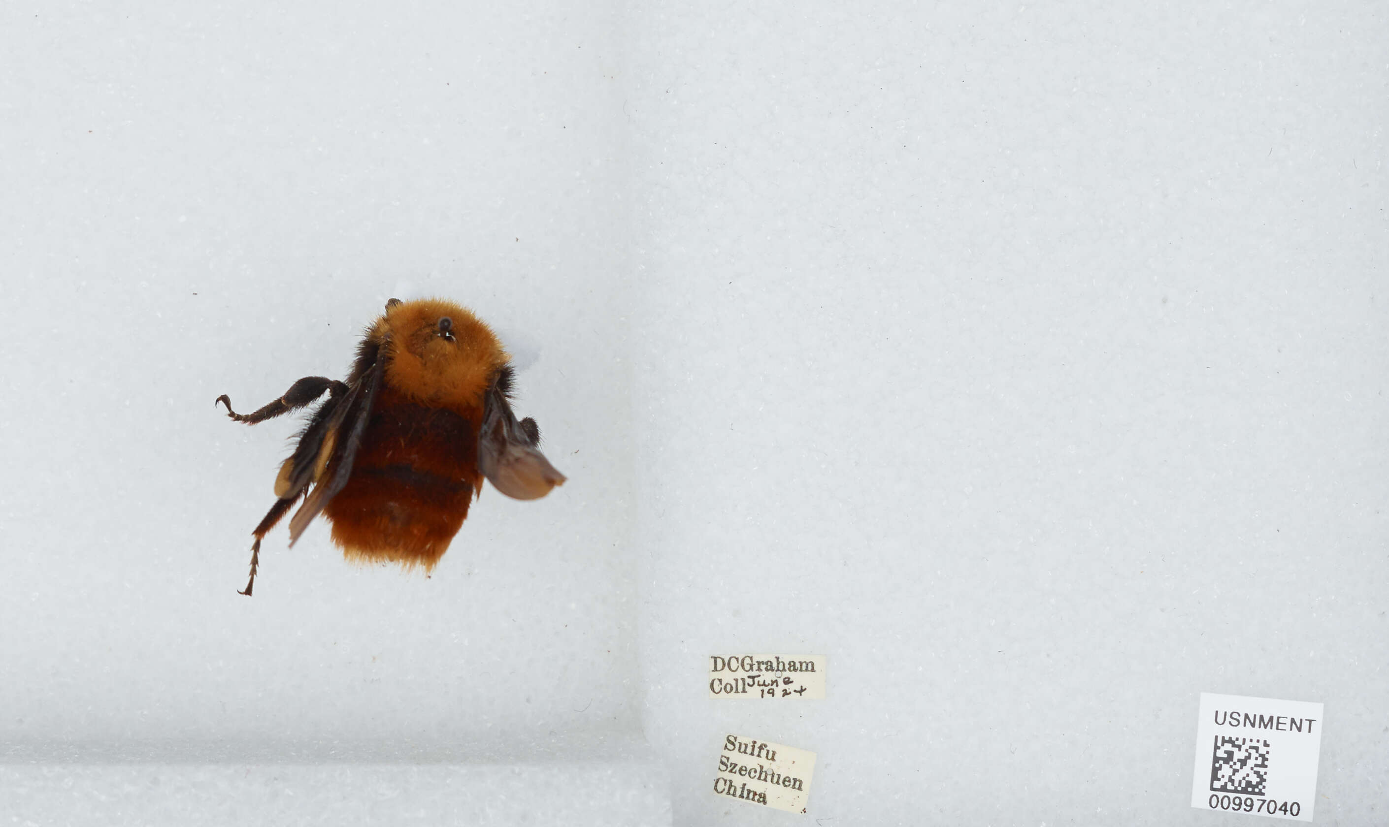 Image of Bombus atripes Smith 1852