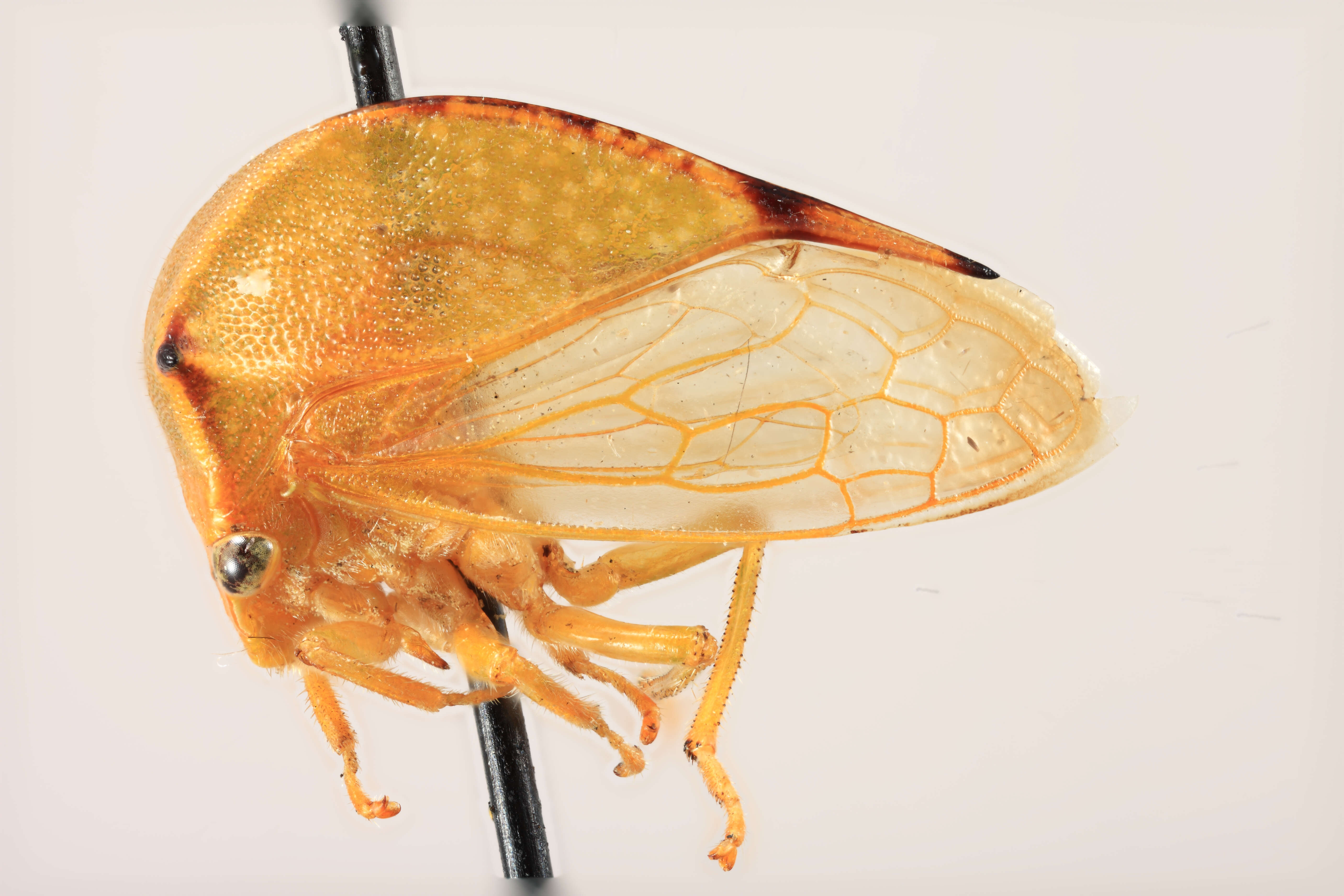 Image of Buffalo treehopper