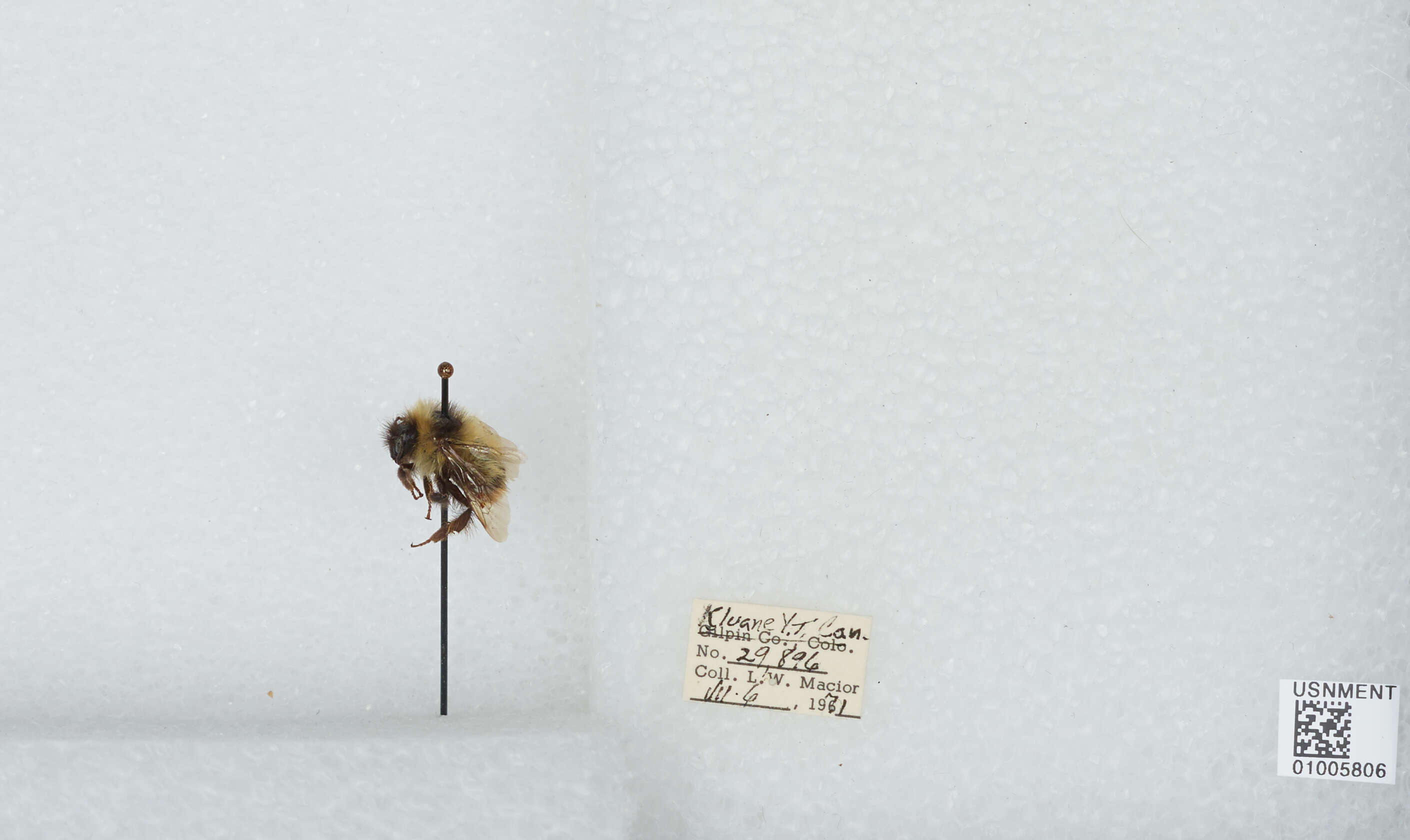 Image of Frigid Bumble Bee