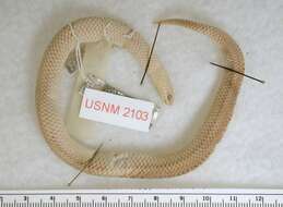 Image of Lined Tolucan Ground Snake