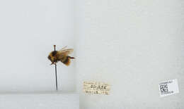 Image of Frigid Bumble Bee