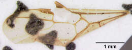 Image of Anonychomyrma myrmex Donisthorpe 1947