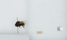 Слика од Bombus confusus Schenck 1861