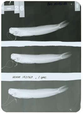 Image of Istiblennius rodenbaughi Schultz & Chapman 1960