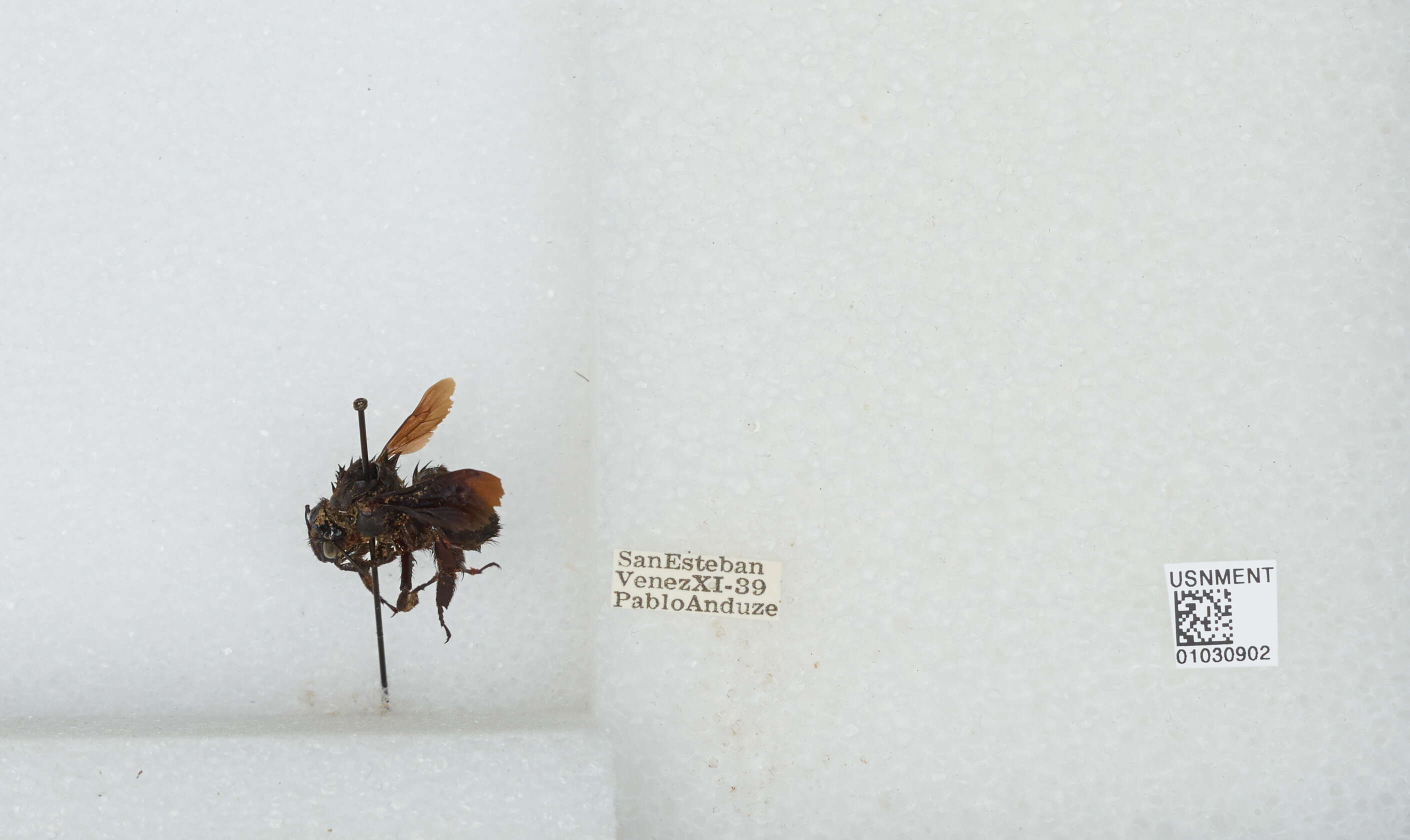 Image of Bombus morio (Swederus 1787)