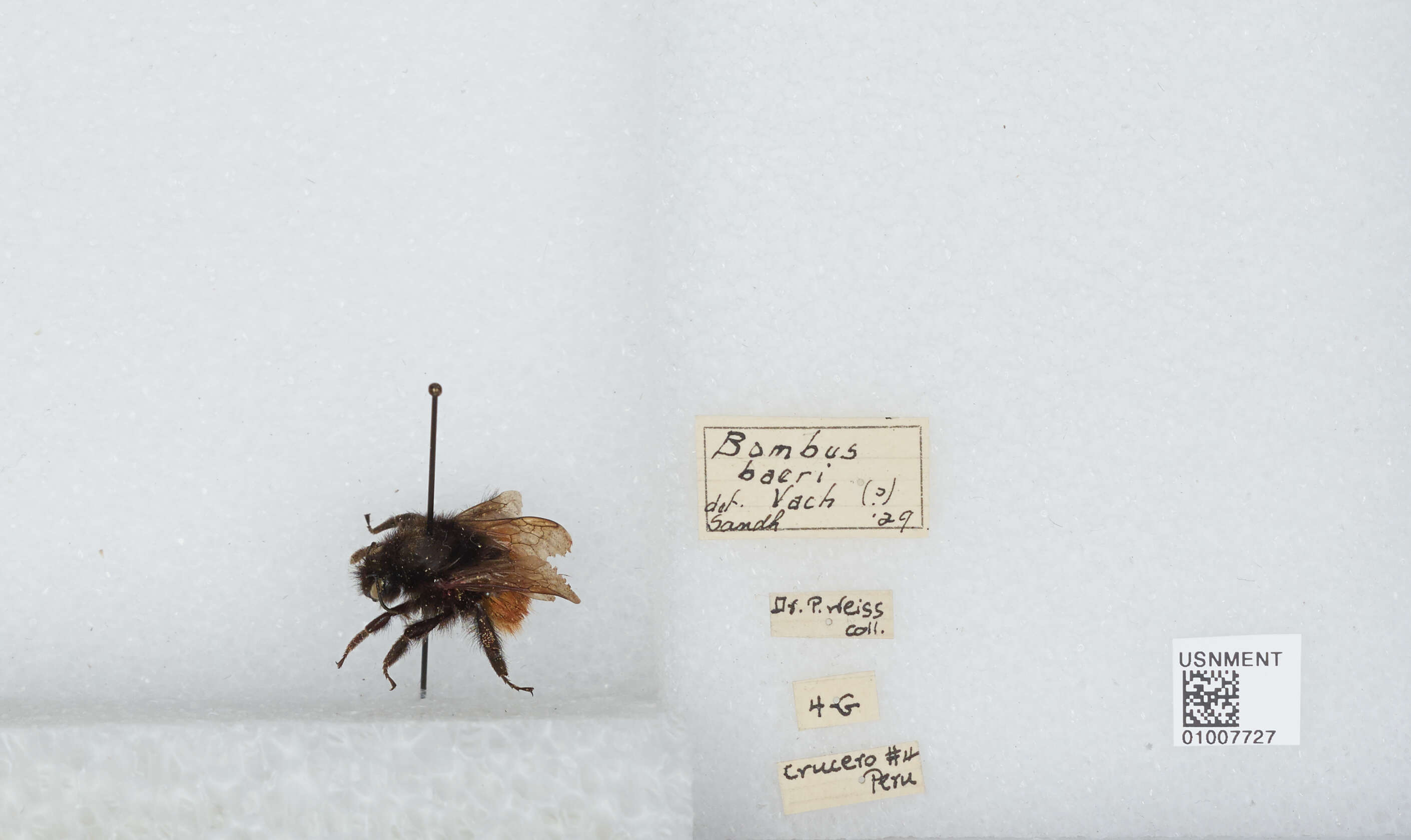 Imagem de Bombus baeri Vachal 1904