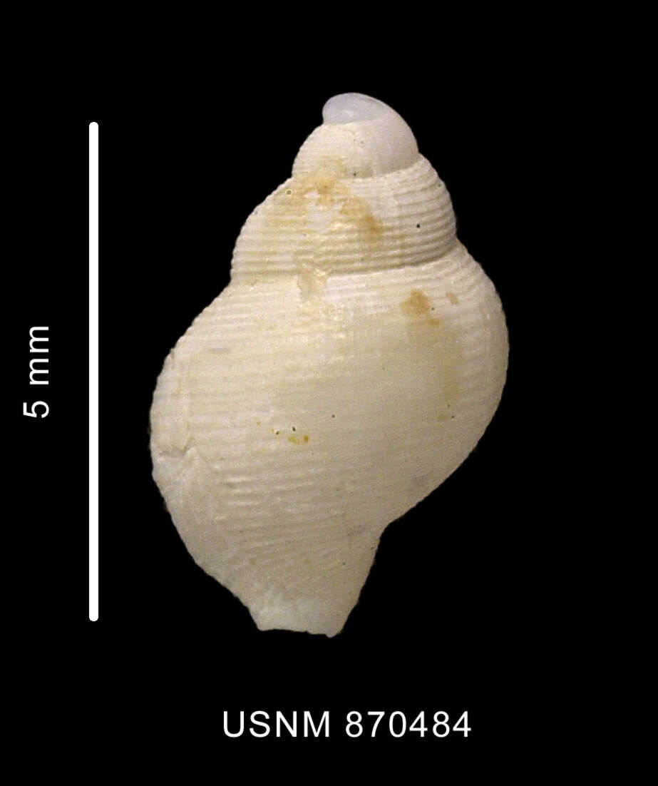 Image of Falsitromina simplex (Powell 1951)