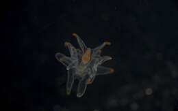 Image of Astropectinidae