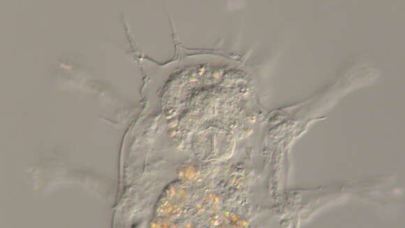 Mutaparadoxipus duodigifinis Gross, Miller & Hochberg 2014的圖片