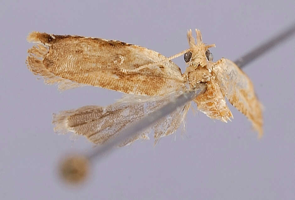 Image of Ancylis stenampyx Diakonoff 1982