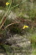 Image of Elliott's Yellow-Eyed-Grass