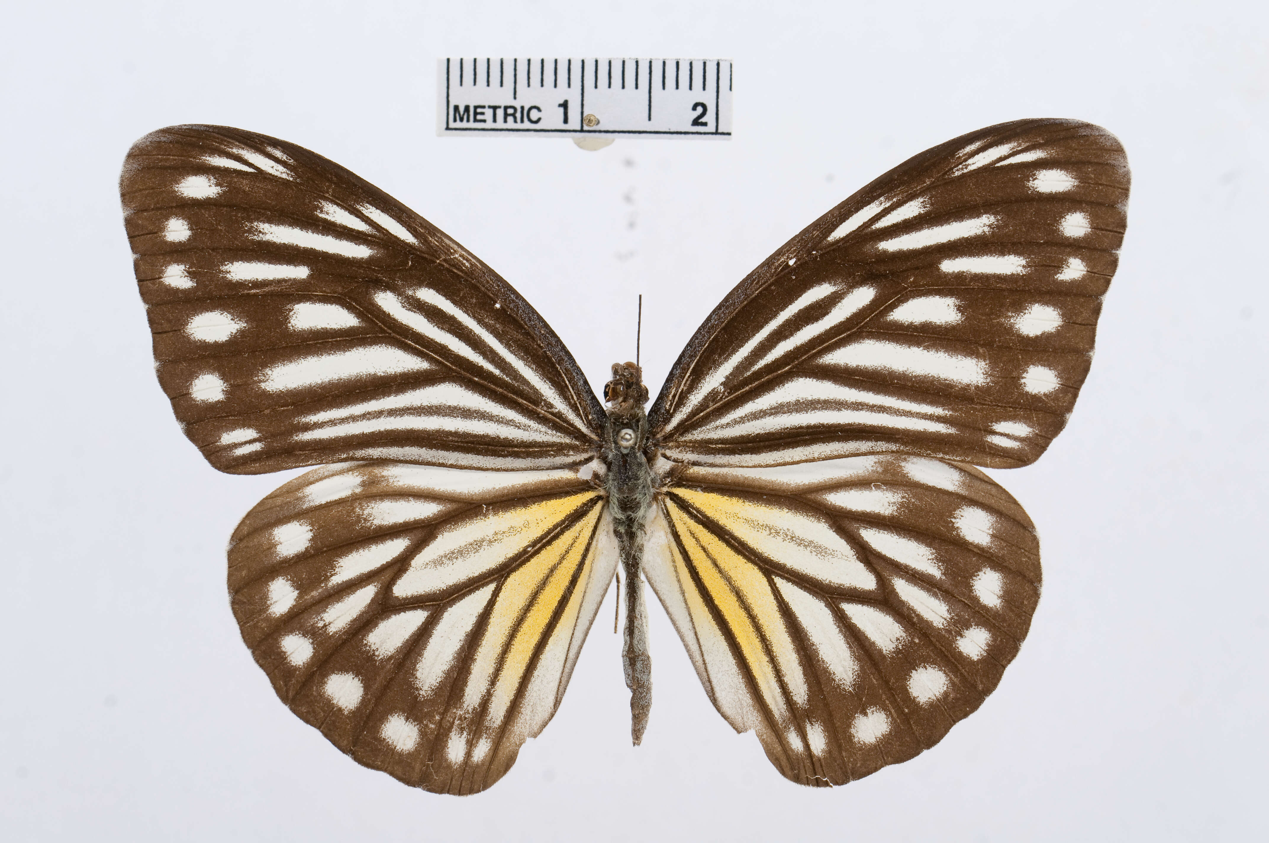 Image of Pareronia ceylanica (Felder & Felder (1865))