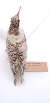 Image of Roseate Tern