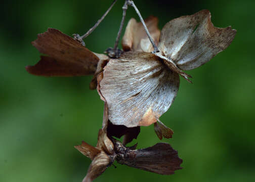 Image of Callaeum malpighioides (Turcz.) D. M. Johnson