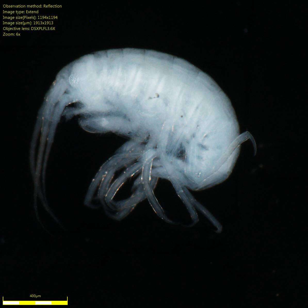 Image of Amphipoda