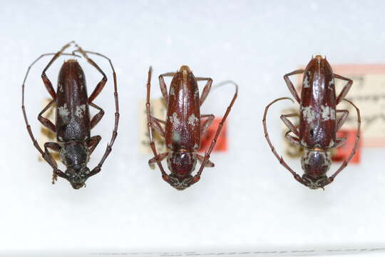 صورة Elaphidion mimeticum Schaeffer 1905