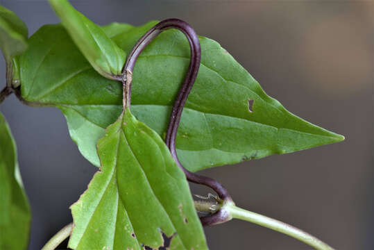 Image of Florida Valerian