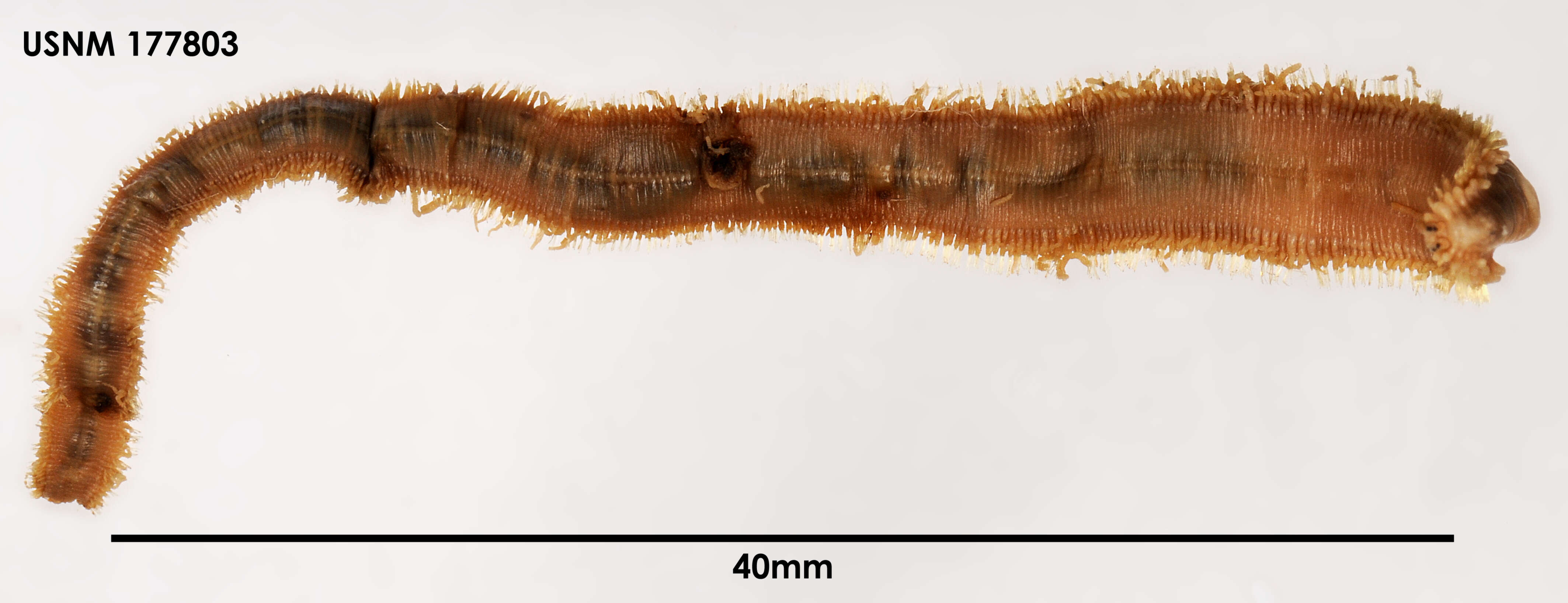 Image of Trypanosyllis gigantea (McIntosh 1885)