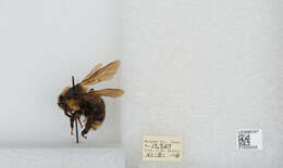 Image de Bombus insularis (Smith 1861)