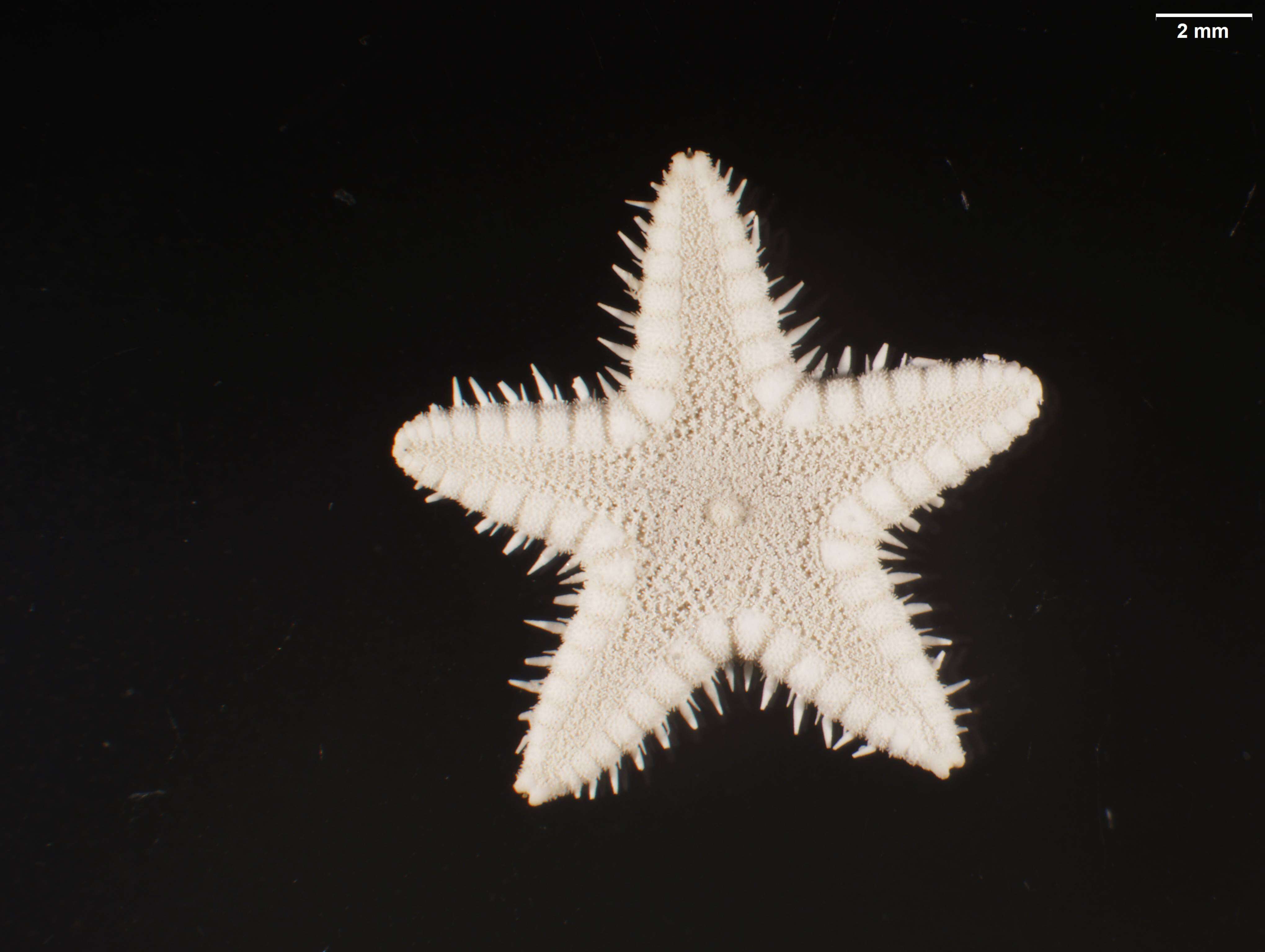 Image of Astropecten nitidus Verrill 1915