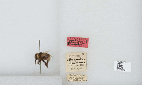 Image of Bombus jonellus (Kirby 1802)